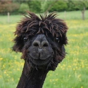 Meet your Posher, Sharon